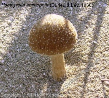 Psathyrella ammophila